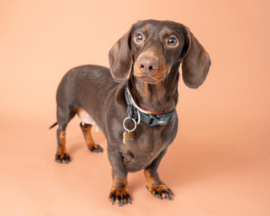 Dog studio photography Nottingham